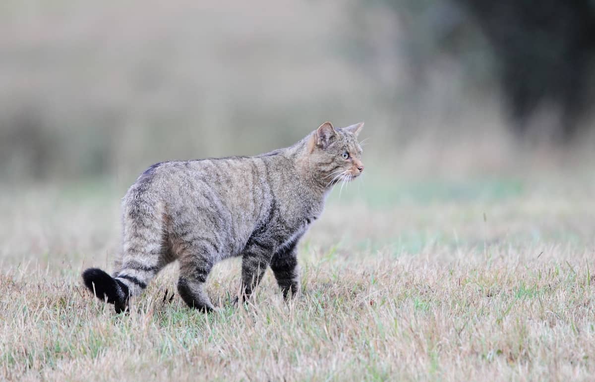 Wildcat, Sighting WildCat