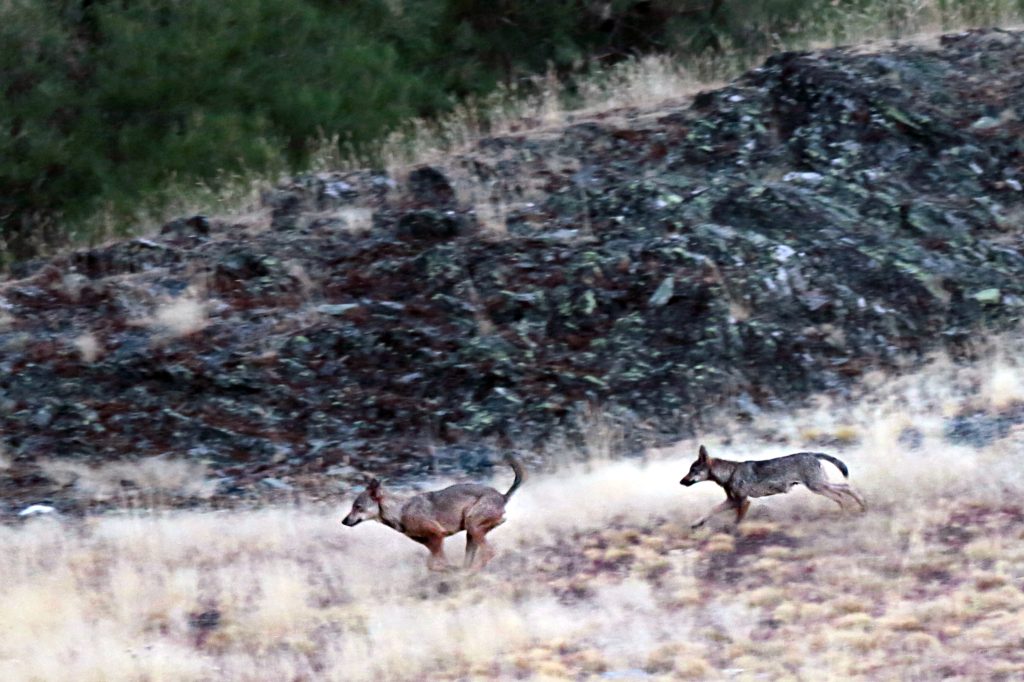 Avistamiento de Lobos Ibéricos, Avistamiento de Lobos Ibéricos en Libertad en la Cordillera Cantábrica