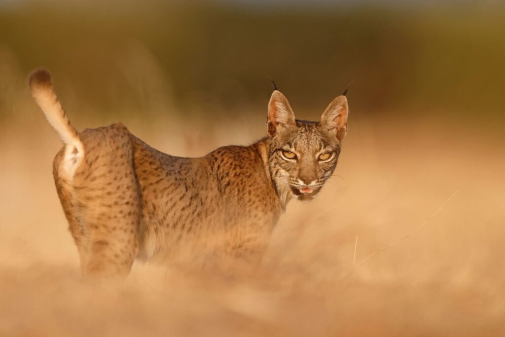 , Iberian Lynx Photographic Safary, Rutting and Mediterranean Steppe