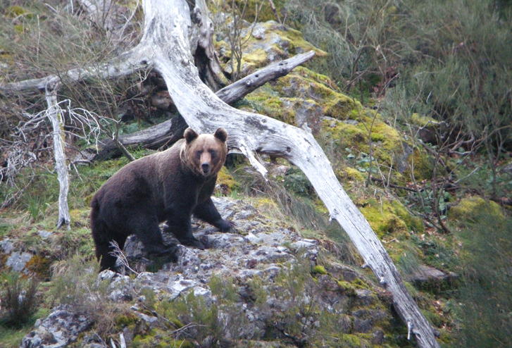 Cantabrian Bear, Sighting Cantabrian Brown Bear