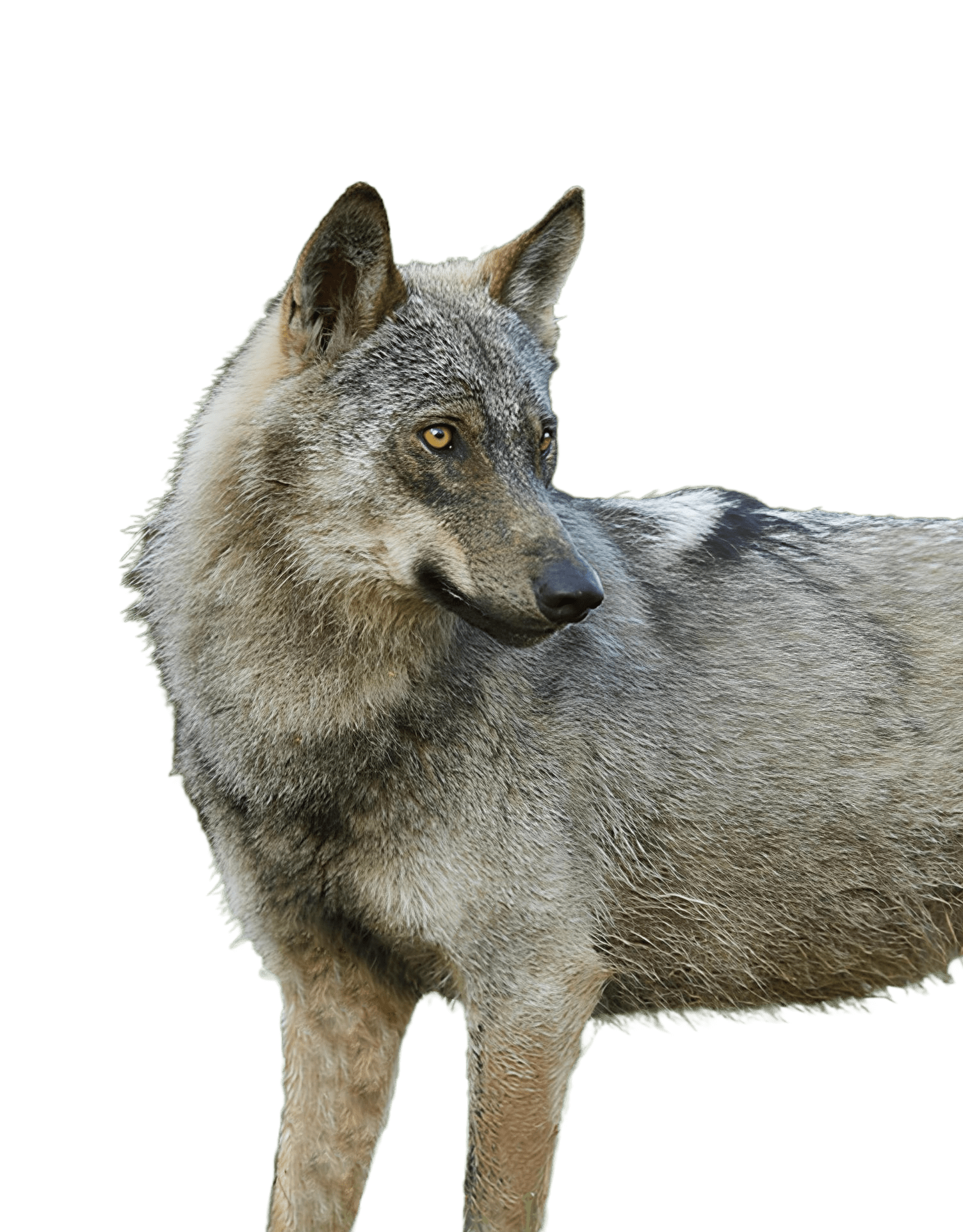 Avistamiento de Lobos Ibéricos, Avistamiento de Lobos Ibéricos en Libertad en la Cordillera Cantábrica