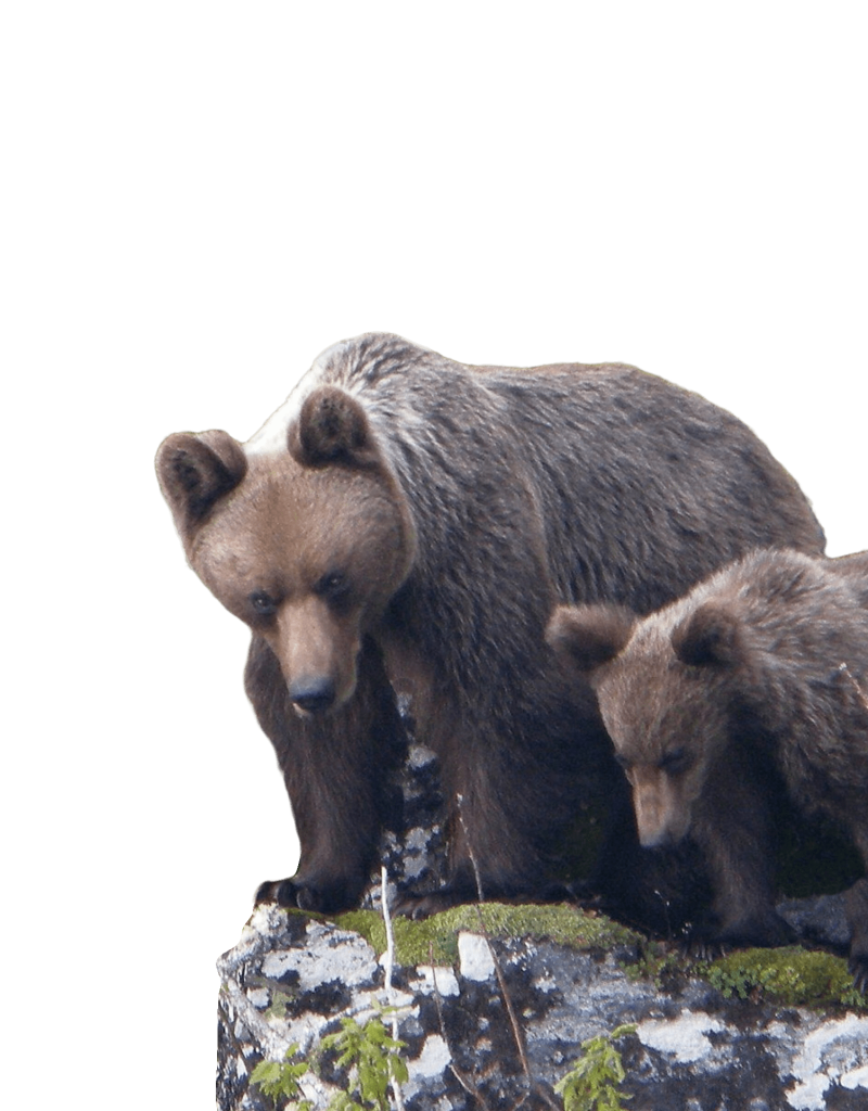 Avistamiento Oso Pardo, Avistamiento de Oso Pardo Cantábrico