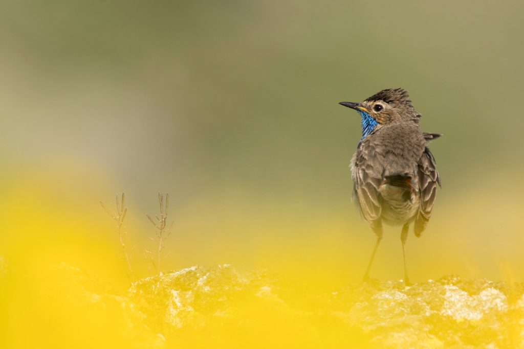 , Fotografía de Aves Alpinas y Subalpinas