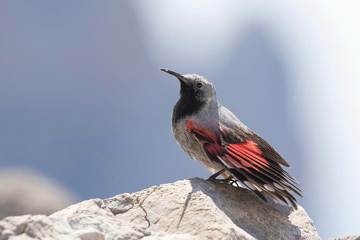 Alpine and Subalpine Birds, Photography of Alpine and Subalpine Birds