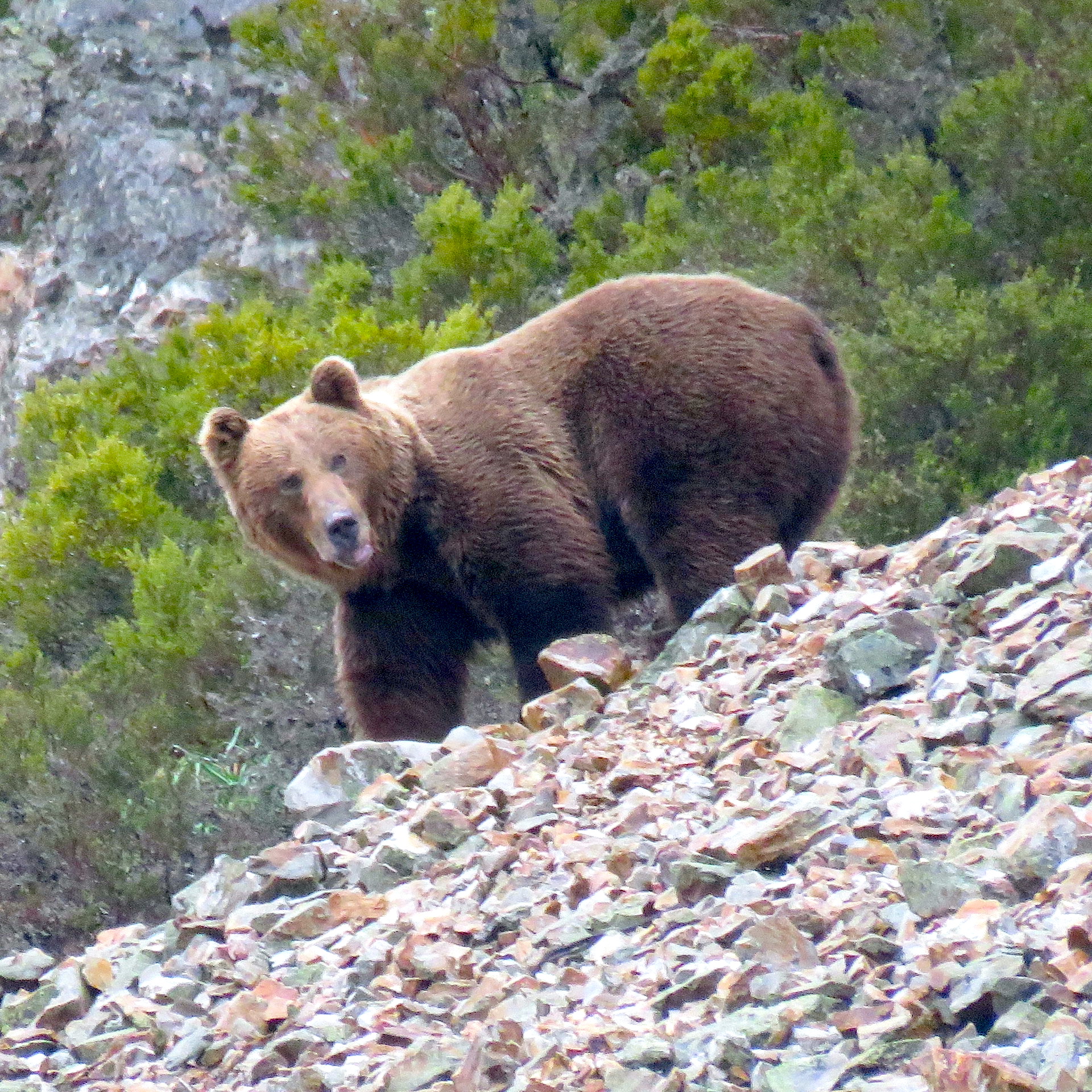 Avistamiento De Oso Pardo Cant brico Photo Hides Wild Watching Spain avistamiento-de-oso-pardo-cant-brico-photo-hides-wild-watching-spain