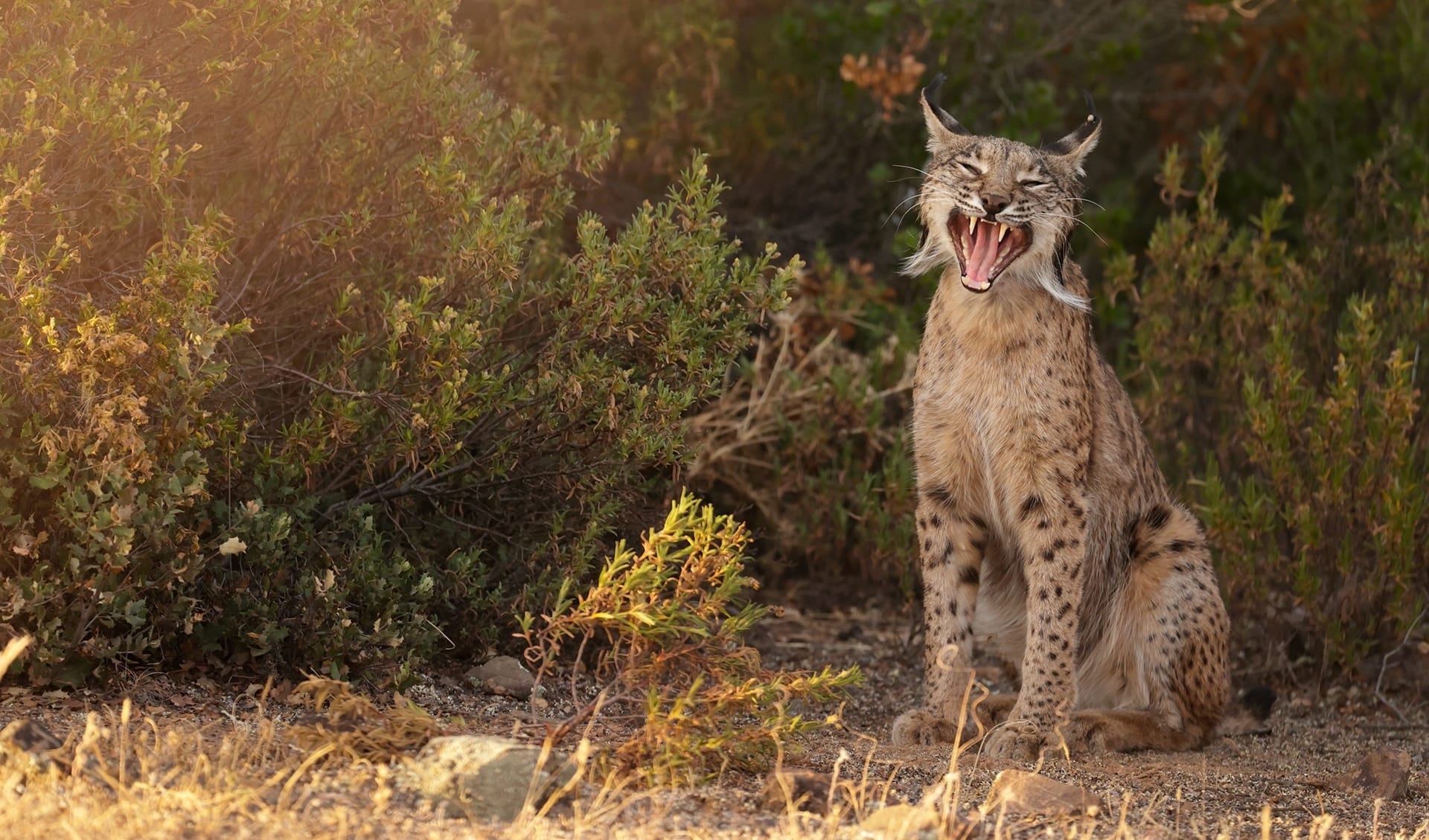 The Iberian lynx is one of the animals that can be seen on our wildlife watching trips.