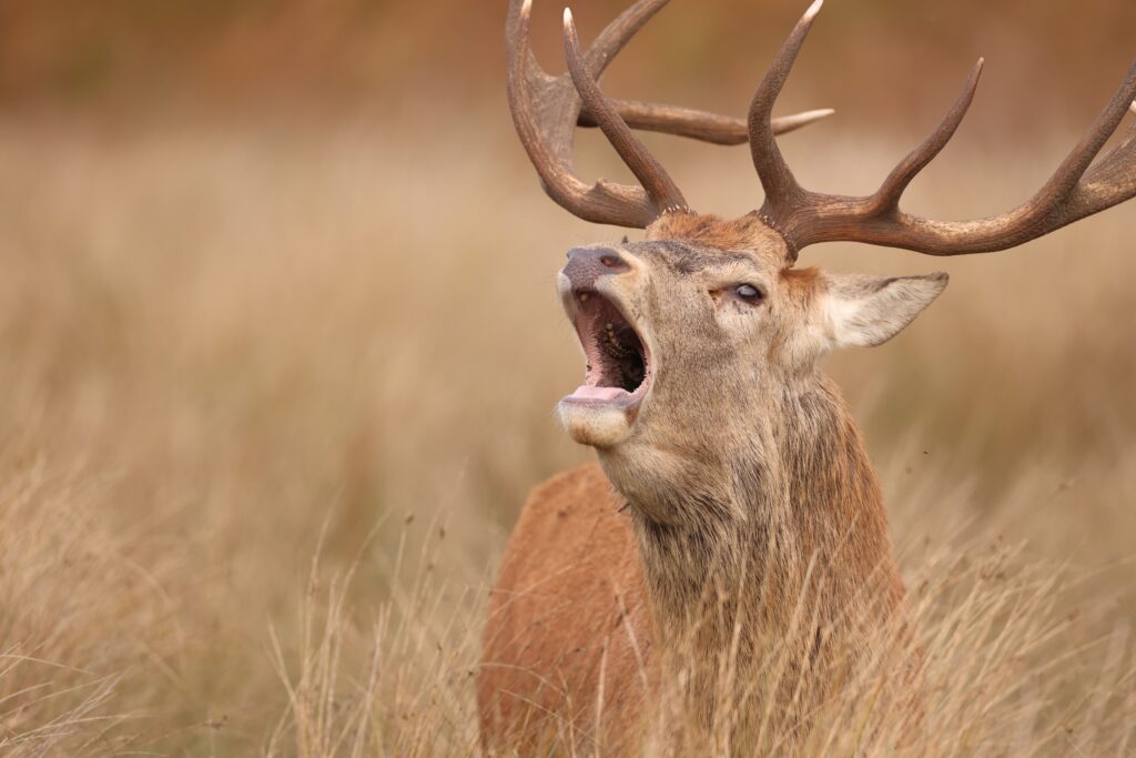 Wildcat, Red deer and fallow deer mating season