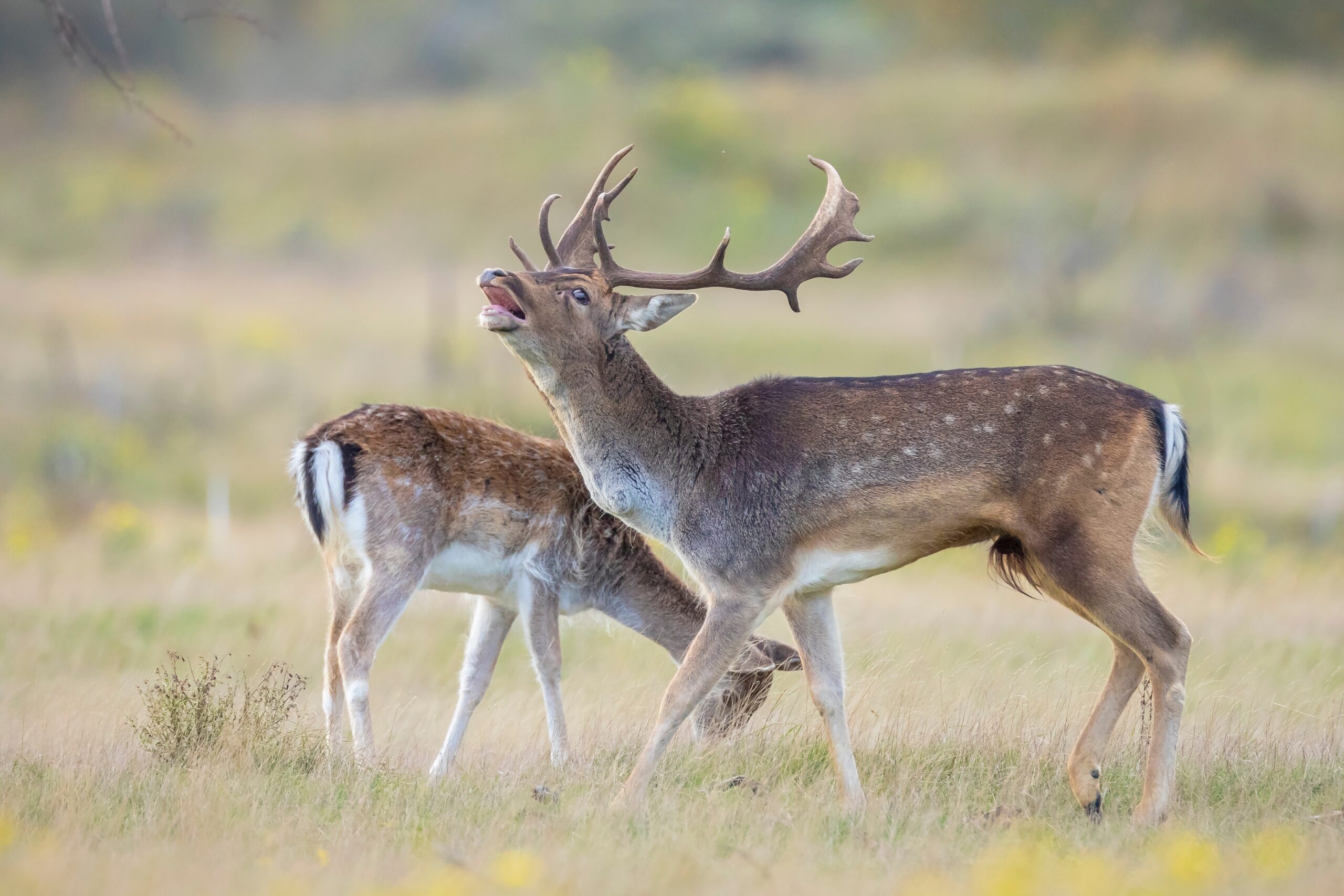 Wildcat, Red deer and fallow deer mating season