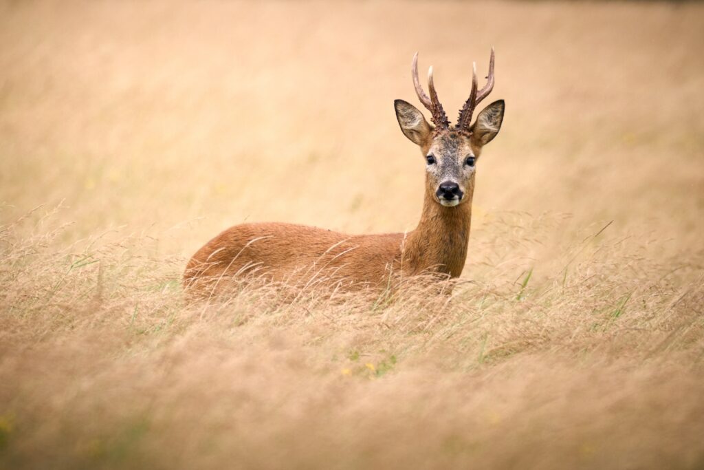 Wildcat, Red deer and fallow deer mating season