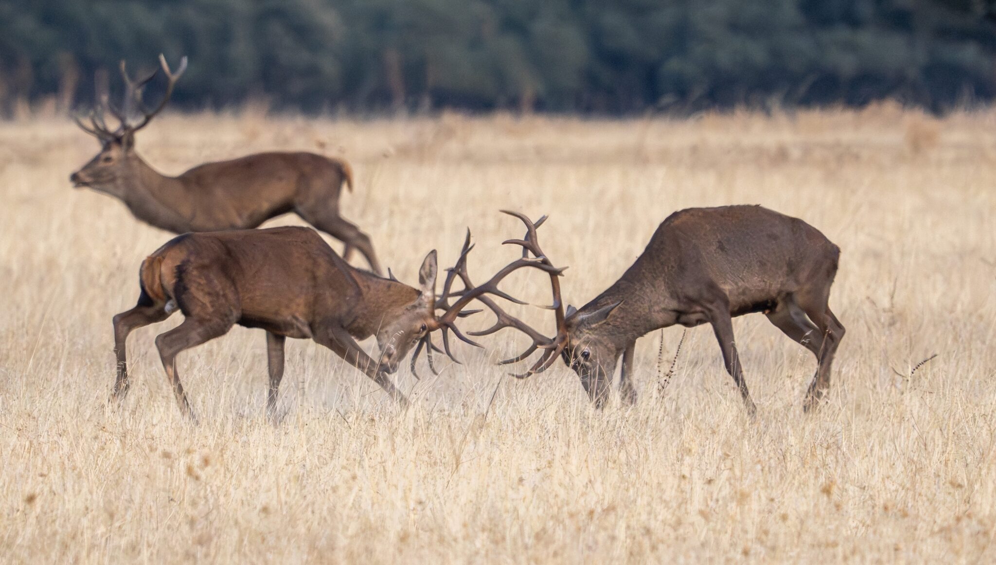 , Safari fotográfico: Lince Ibérico, Berrea y Monte Mediterráneo