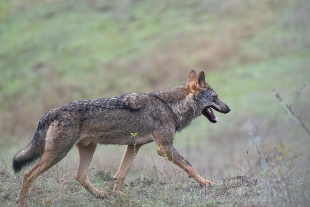 Avistamiento de Lobos Ibéricos, Avistamiento y fotografía de lobos ibéricos temporada invierno