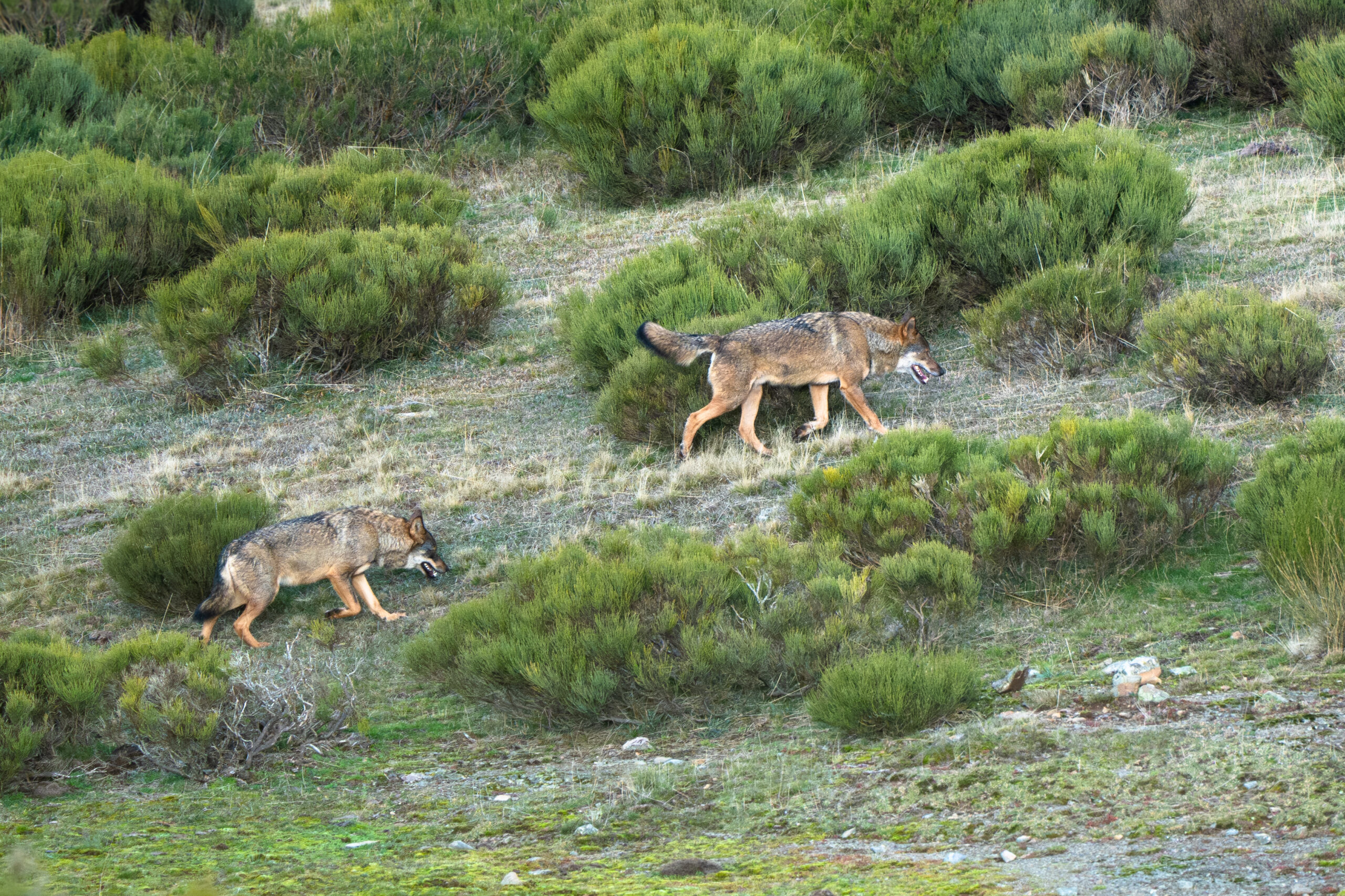 Avistamiento de Lobos Ibéricos, Avistamiento y fotografía de lobos ibéricos temporada invierno