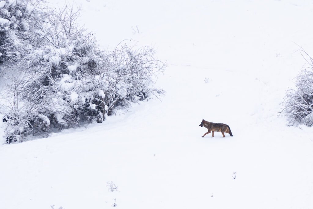 Avistamiento de Lobos Ibéricos, Avistamiento y fotografía de lobos ibéricos temporada invierno