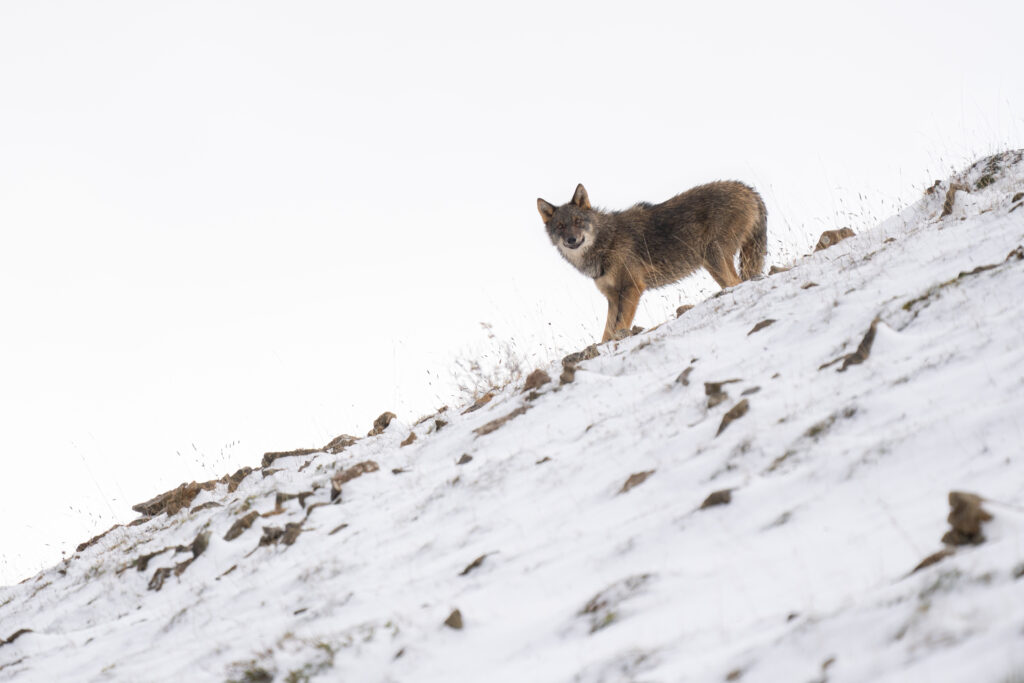 Avistamiento de Lobos Ibéricos, Avistamiento y fotografía de lobos ibéricos temporada invierno