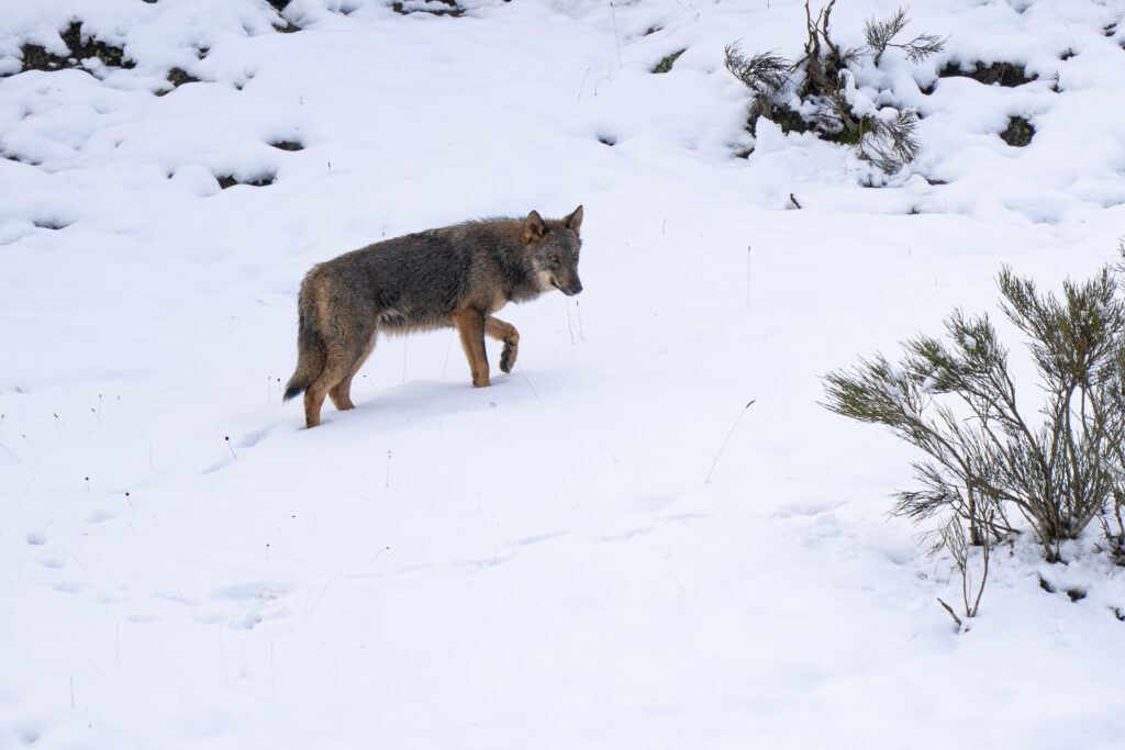 Hide fotogr&aacute;fico del Sis&oacute;n, Temporada de avistamiento y fotograf&iacute;a lobo ib&eacute;rico