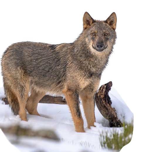 Avistamiento de Lobos Ibéricos, Avistamiento y fotografía de lobos ibéricos temporada invierno