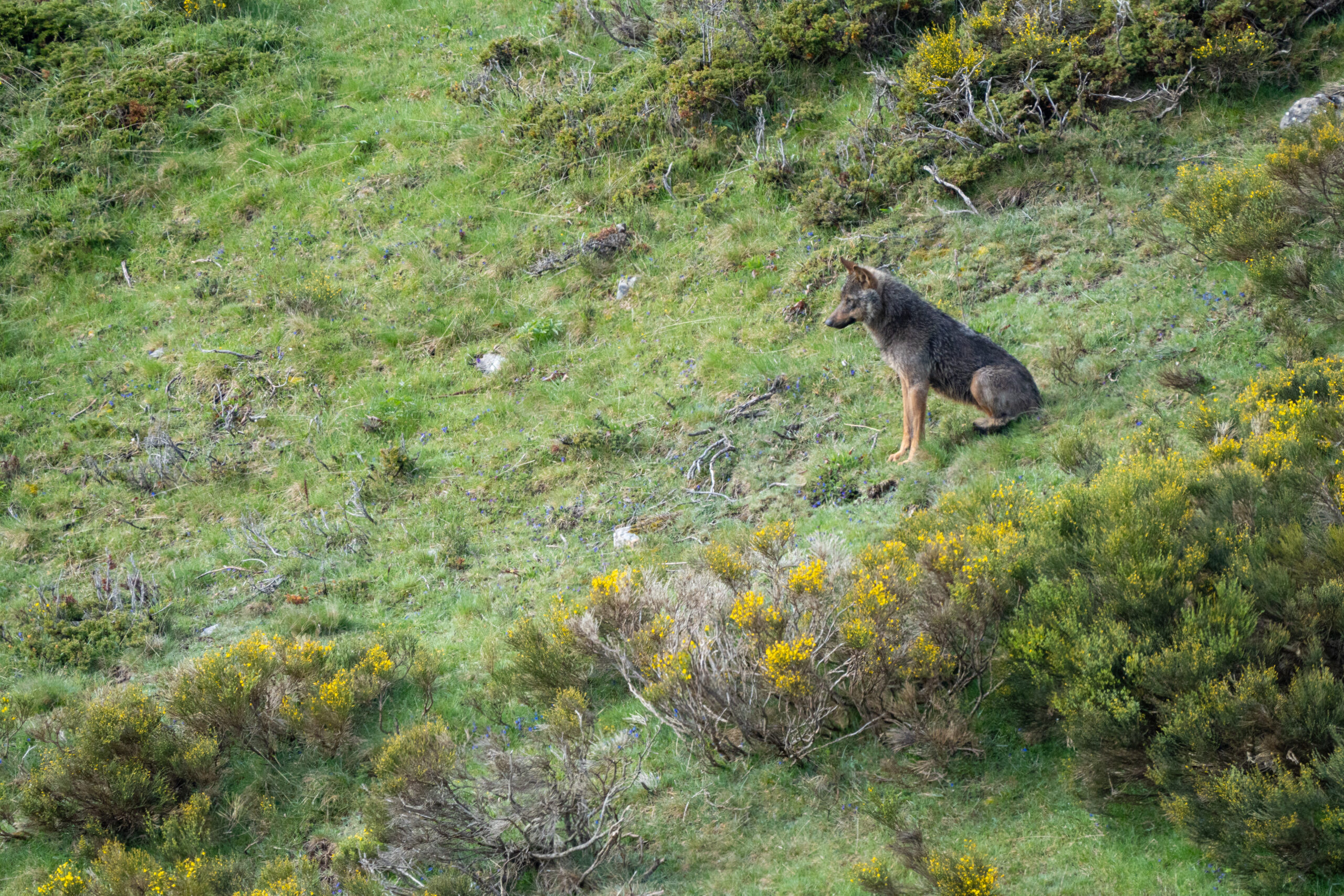 Avistamiento de Lobos Ibéricos, Avistamiento y fotografía de lobos ibéricos temporada invierno