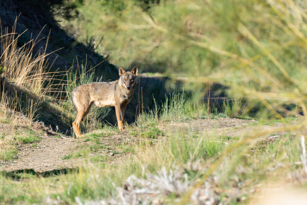 Avistamiento de Lobos Ibéricos, Avistamiento y fotografía de lobos ibéricos temporada invierno