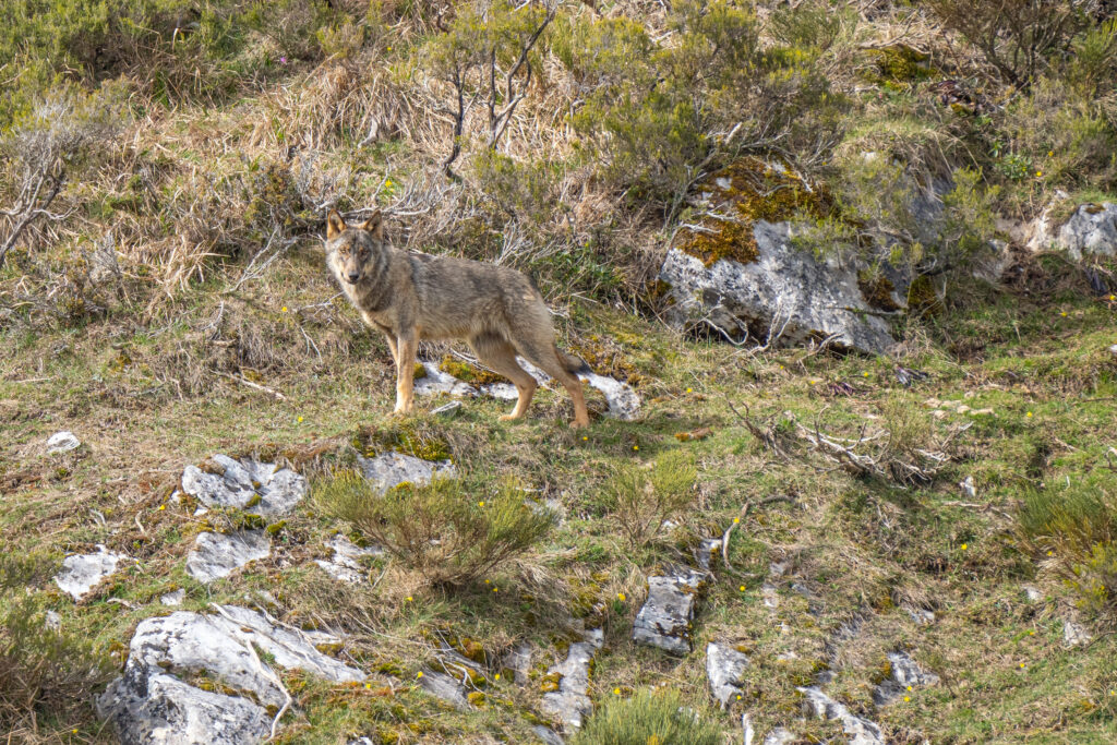 Avistamiento de Lobos Ibéricos, Avistamiento y fotografía de lobos ibéricos temporada invierno