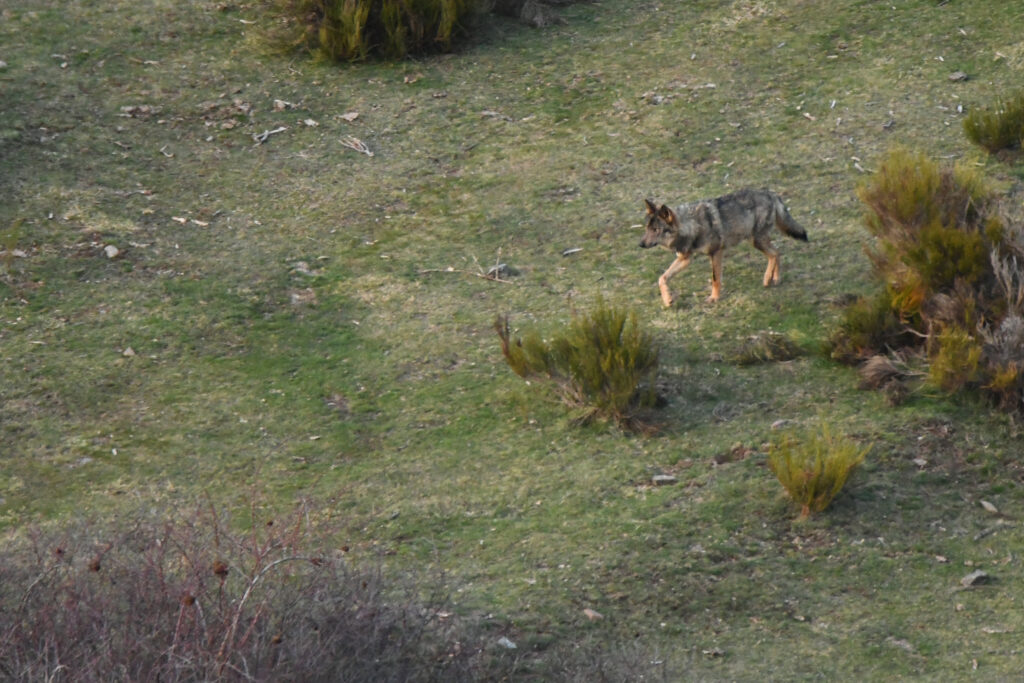 Avistamiento de Lobos Ibéricos, Avistamiento y fotografía de lobos ibéricos temporada invierno