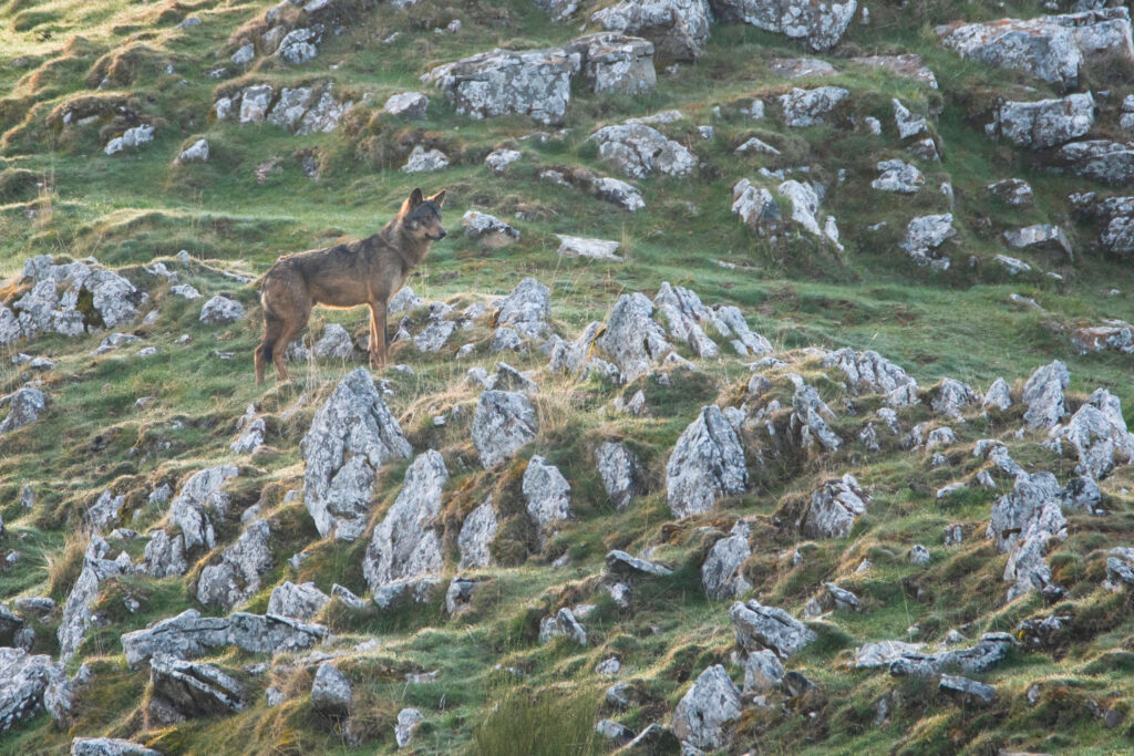 Hide fotogr&aacute;fico del Sis&oacute;n, Temporada de avistamiento y fotograf&iacute;a lobo ib&eacute;rico