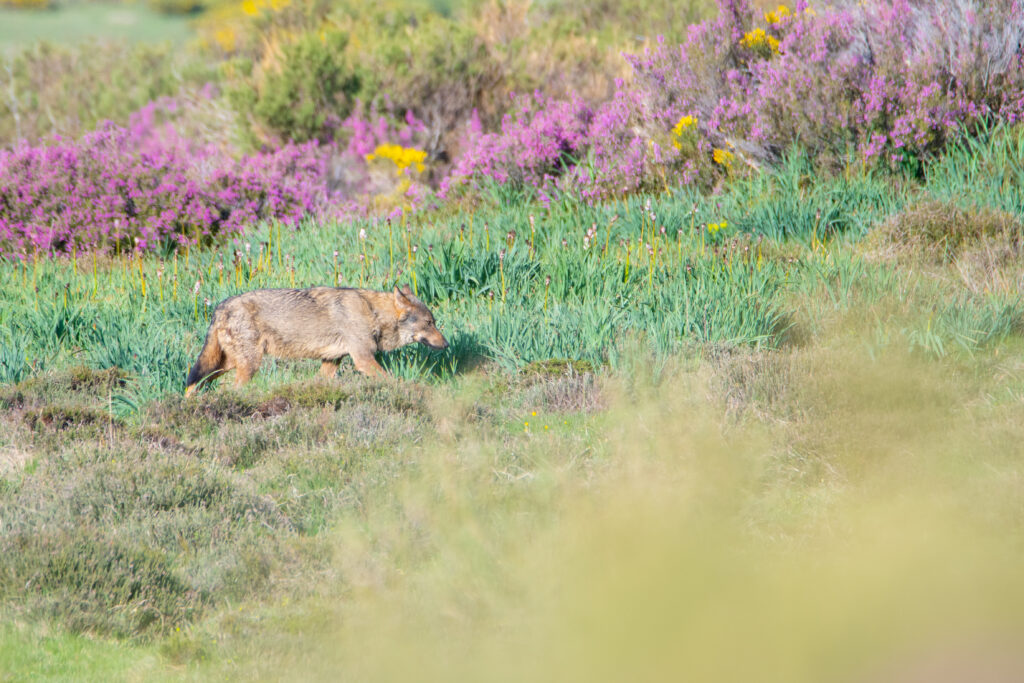 Avistamiento de Lobos Ibéricos, Avistamiento y fotografía de lobos ibéricos temporada invierno