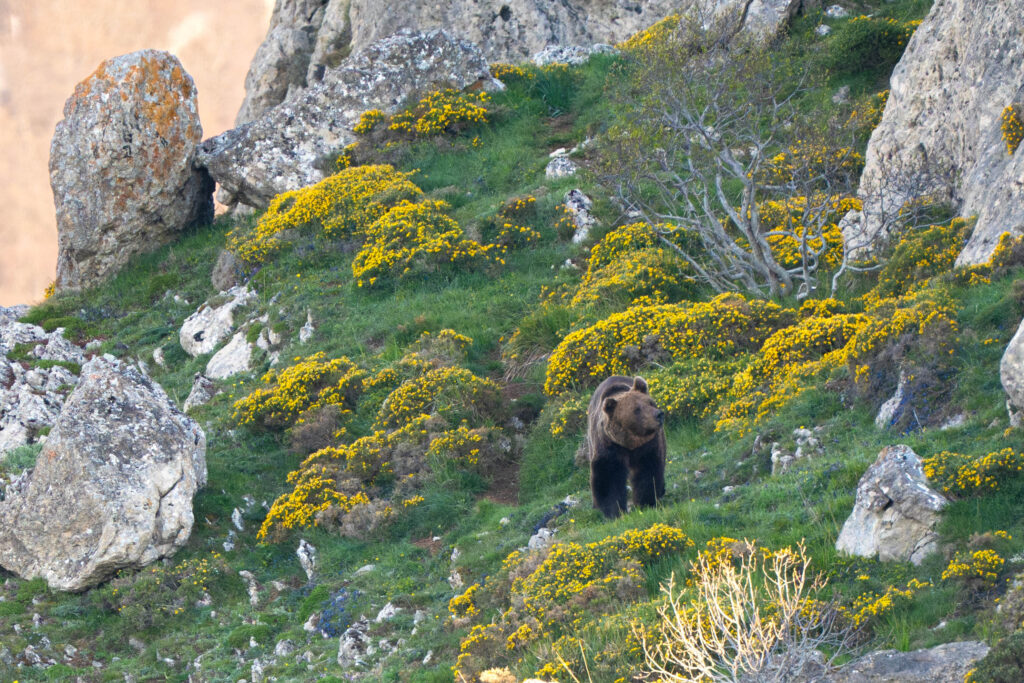 Avistamiento Oso Pardo, Avistamiento de Oso Pardo Cant&aacute;brico