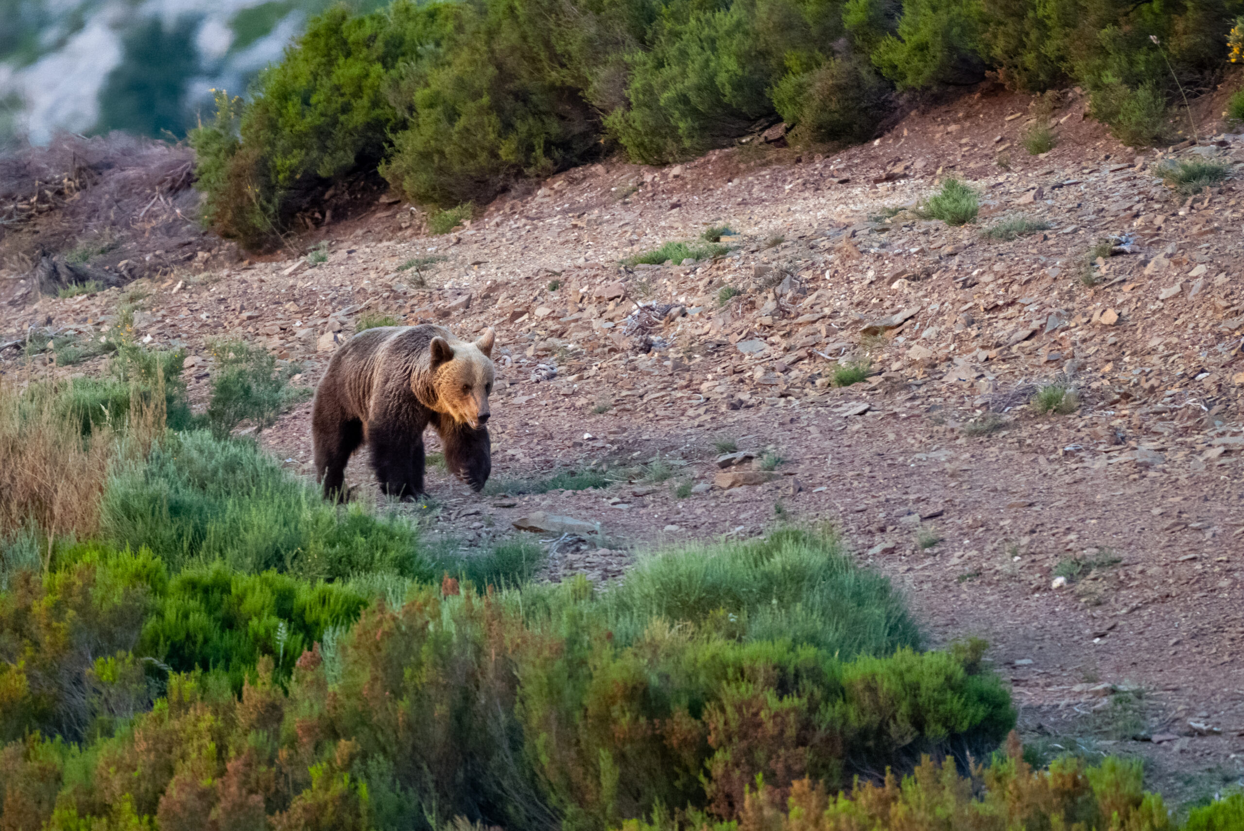 Avistamiento Oso Pardo, Avistamiento de Oso Pardo Cant&aacute;brico