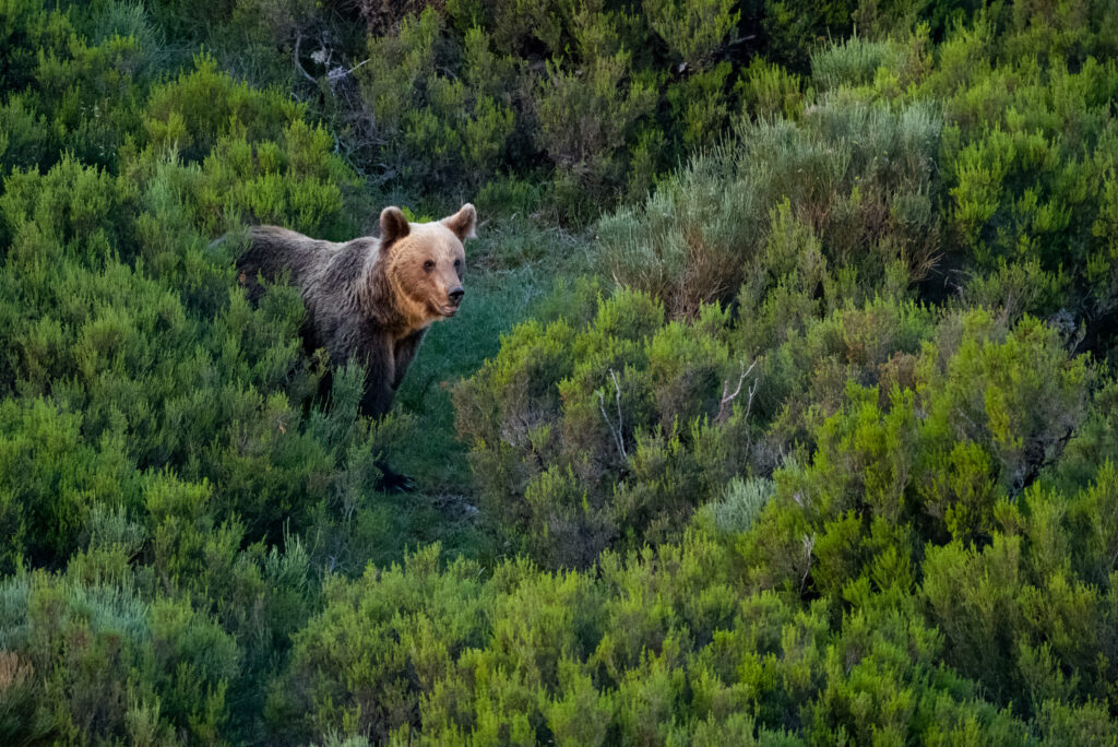 Avistamiento Oso Pardo, Avistamiento de Oso Pardo Cant&aacute;brico