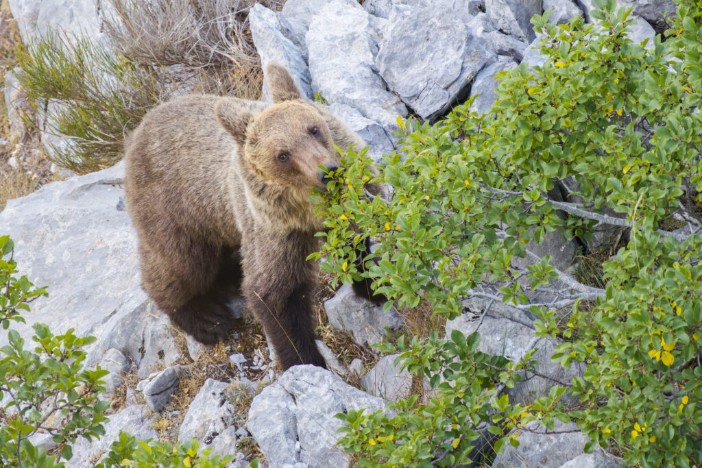 Avistamiento Oso Pardo, Avistamiento de Oso Pardo Cant&aacute;brico