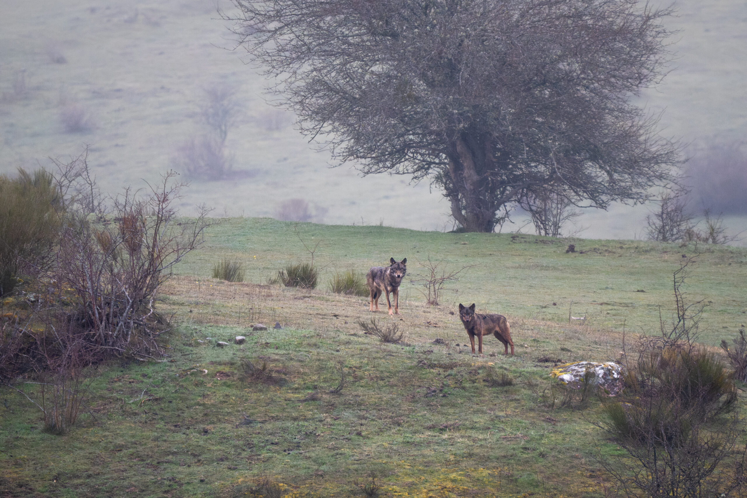 Iberian Wolves, Sighting Iberian Wolves