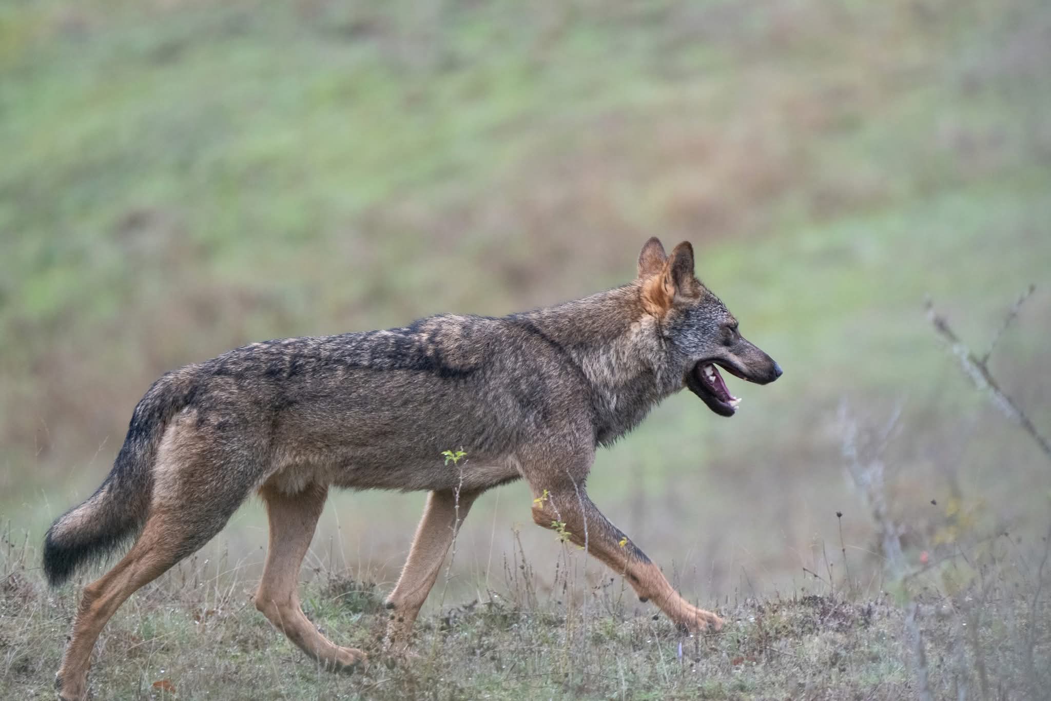 Iberian Wolves, Sighting Iberian Wolves