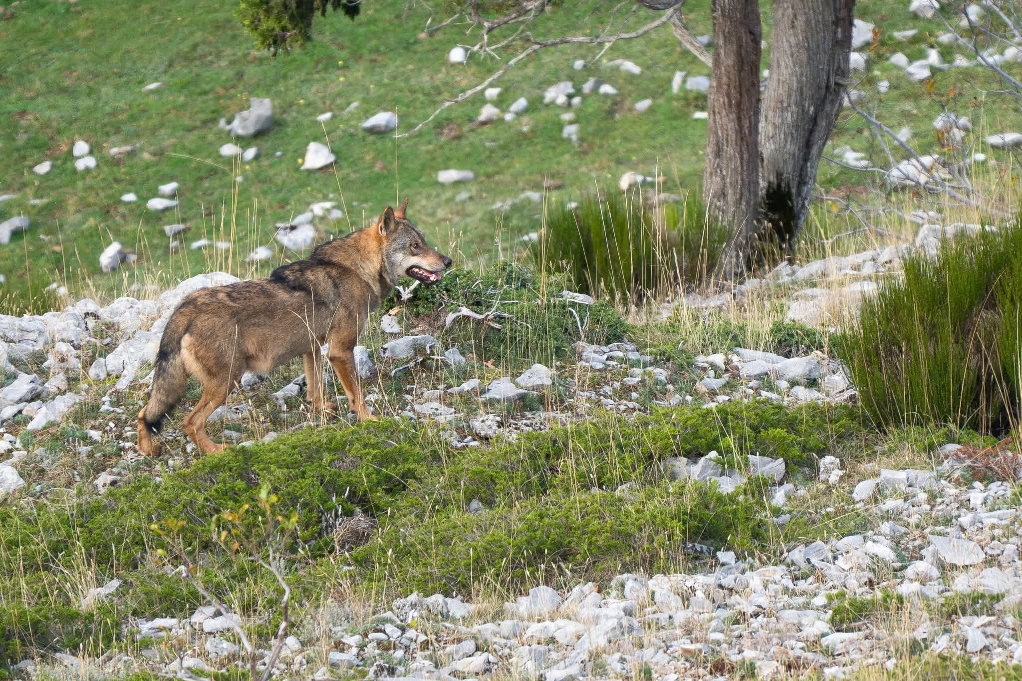 Iberian Wolves, Sighting Iberian Wolves