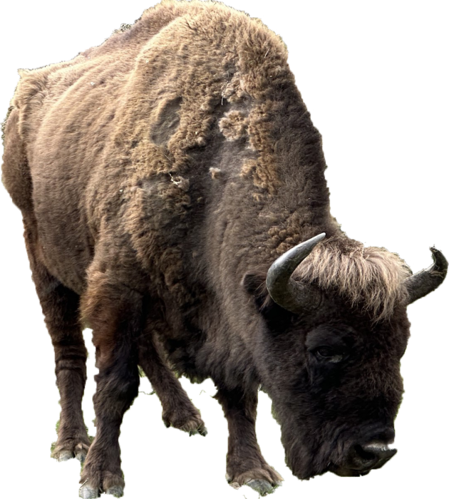 bisonte2